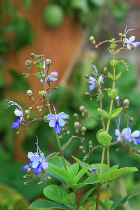 Best Eranthemum Shrubs Plants Nurseries Near To Me Shop Now In Kadiyam ...