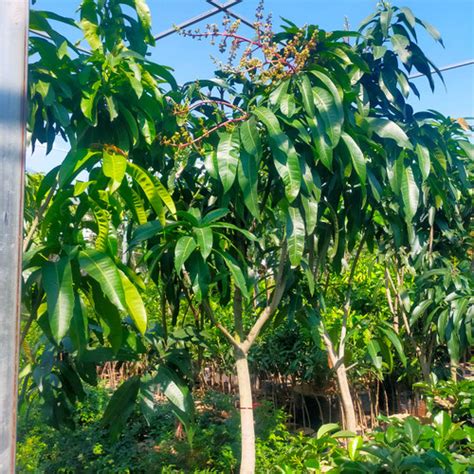 Jual bibit pohon tanaman buah mangga miyazaki 2 meter kondisi berbunga ...