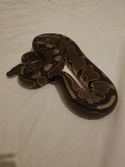 Paint Ball Python 的图像结果