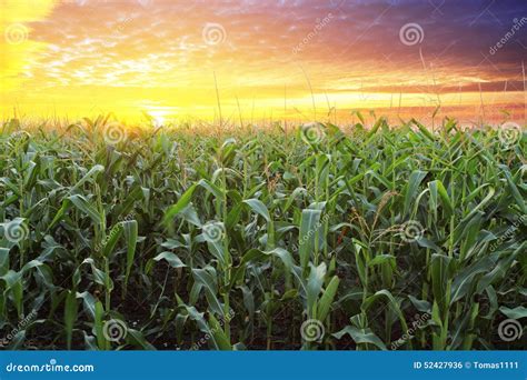Corn field at sunset stock photo. Image of golden, rural - 52427936
