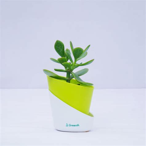 Buy Indoor Plants Online in India | Greenth - Up to 50% Off