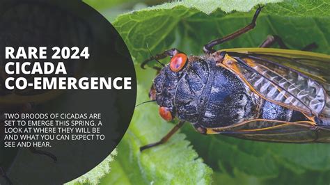 Where have the 2024 cicadas emerged so far? | wthr.com