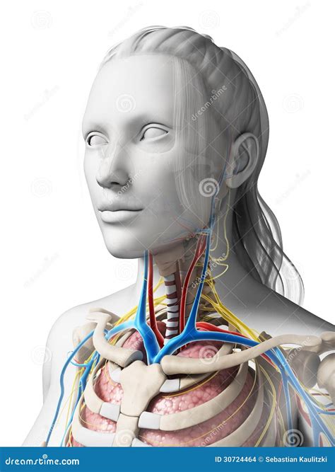 Female anatomy stock illustration. Illustration of gallbladder - 30724464