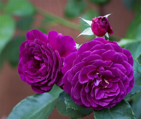 Image result for Flower Digram Using Turtle Python