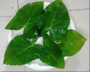 Green Era Safed Aak Plant Price in India - Buy Green Era Safed Aak ...