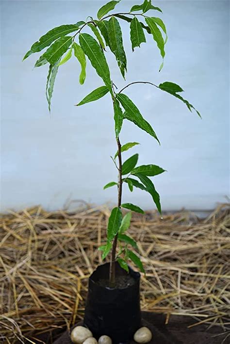 Mphmi Live Plant Nursery NCR Plants Ashoka plant Tree, Pendula Ashok ...