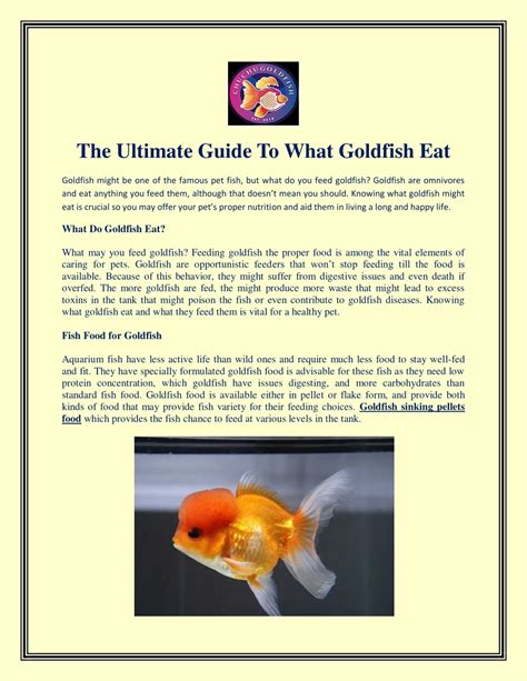 PPT - The Ultimate Guide To What Goldfish Eat PowerPoint Presentation ...
