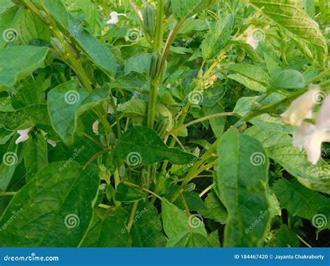 Image result for Sesame Stret Tree