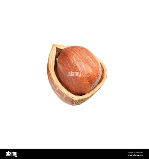 Image result for Hazelnut in Shell