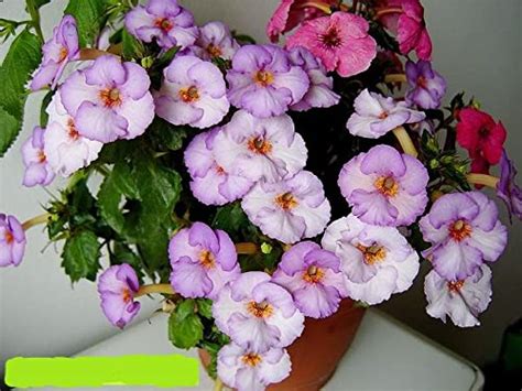 Kraft Seeds Achimenes Flower Bulbs Mix (Pack Of 5) Flower Bulbs ...