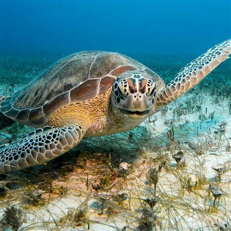 Image result for Turtle Method Multiplication