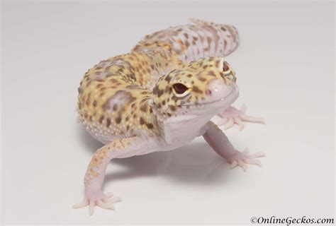 Leopard Gecko Price List