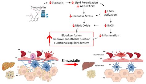 Simvastatin Improves Microcirculatory Function in Nonalcoholic Fatty ...