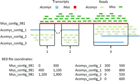 Image result for Bed File Format