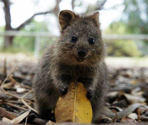 O GRITO DO BICHO: Quokka, marsupial australiano 'rei das selfies', está ...