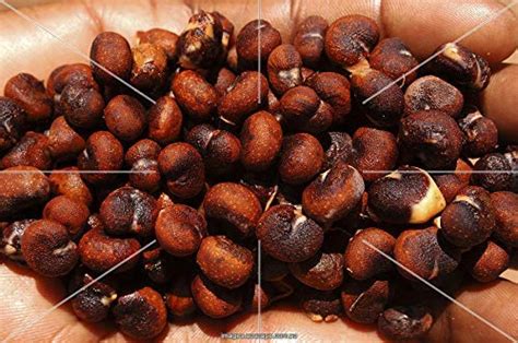 A's adenium Kalpavriksh (Adansonia digitata) 5 seeds packet : Amazon.in ...