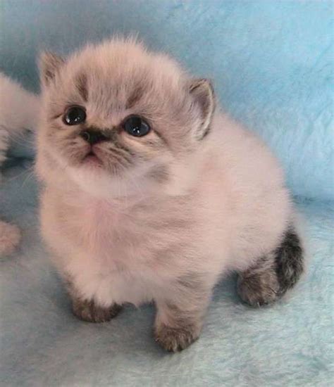 munchkin cat sitting up