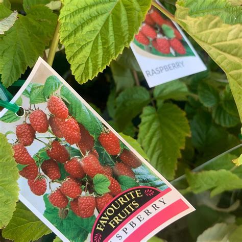 Image result for Winterizing Raspberry Plants