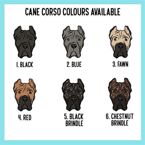 Cane Corso ID Tag