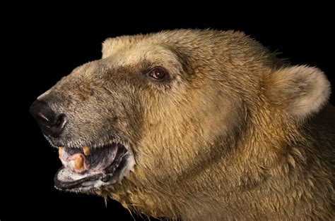 Species 的图像结果