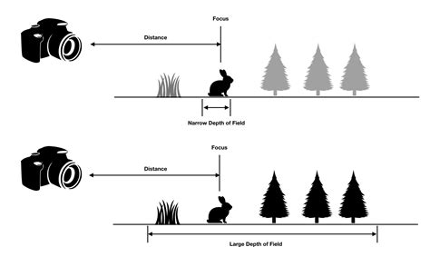 What Is Depth of Field? Definition, Examples & Tutorials