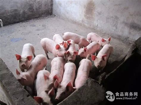常年出售优良仔猪诚信为本批发价格 山东省临沂市 猪-食品商务网