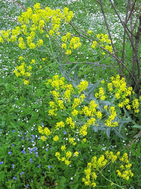 Вайда красильная (Isatis tinctoria L.)