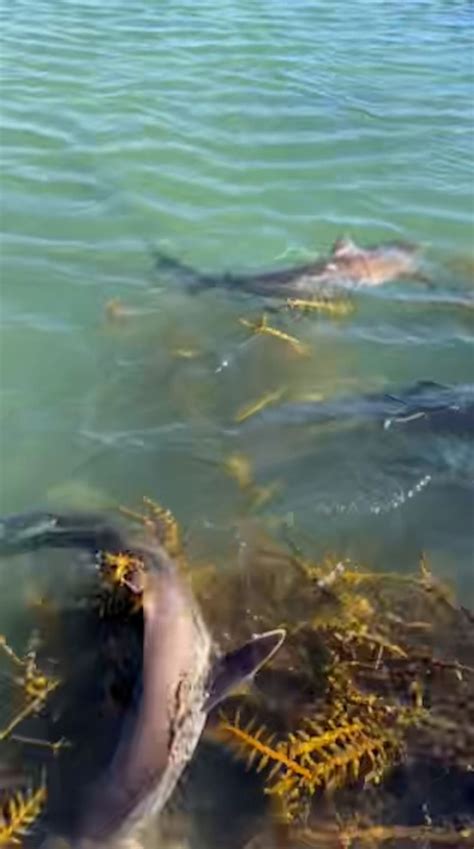 Bronze whaler sharks found in Ahipara pools after strong tides