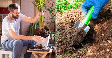 How To Apply Fertilizers: Fertilizing Tips For Beginners