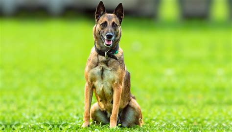 Best Guard Dog Breed For Experienced Owners - Tededer.com