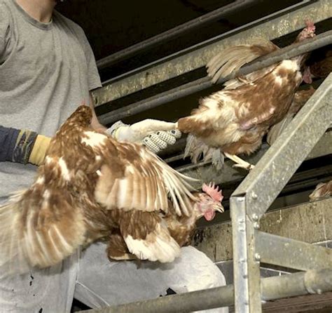 Image result for Primitive Catching Bird