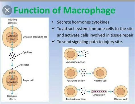 Function of macrophage - Brainly.in