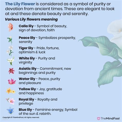 Lily Flower Meaning | Lily Symbolism | What Do Lilies Symbolize | Calla ...