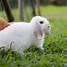 Image result for Cute Rabbit 1307