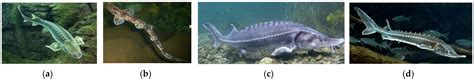RETRACTED: Environmental Conditions and the Fish Stocks Situation in ...
