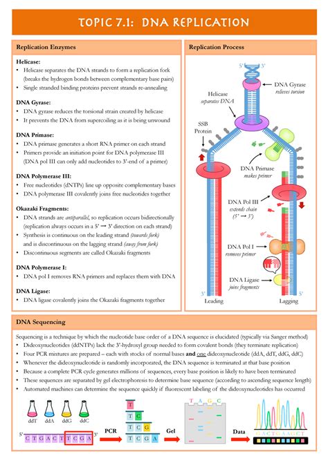 DNA Replication - Angiosperm Anatomy And Reproductive Botany - UoK ...