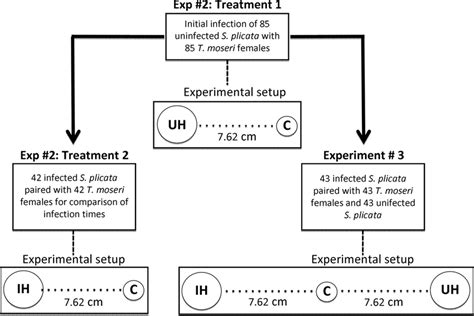Psychological Experiments Flowchart 的图像结果