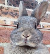 Image result for Rabbit Faces Realistic