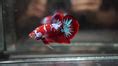 HMPK Betta | FRESHWATERAQUATICA