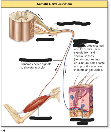 Image result for Somatic Nervous System Graphics