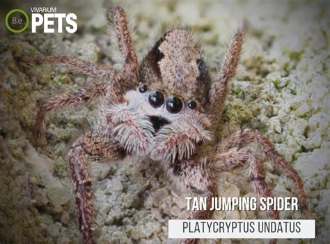 Tan Jumping Spiders: The Platycryptus Undatus Care Guide!