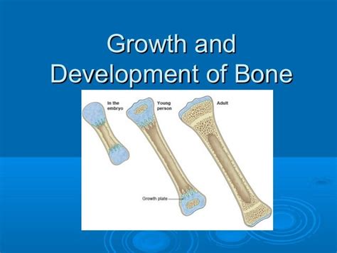 Image result for Process of Bone Formation