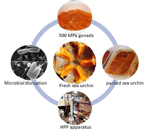 Effect of High-Pressure Processing on Fresh Sea Urchin Gonads in Terms ...
