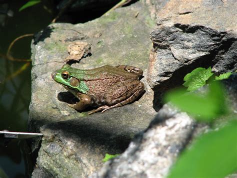 How Cold-Blooded Frogs Survive the Winter and Emerge in Spring