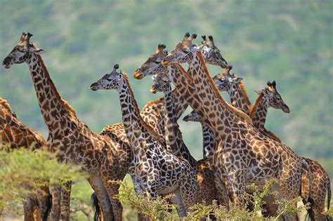 Group of Rothchild Giraffes, Tanzania, East Africa | Giraffe, East ...