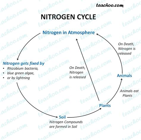 Simple Diagram Of A Nitrogen Cycle at Pamela Burke blog