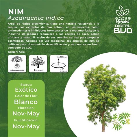 Fundación Reusamás | 💚Te presentamos el Nim, un árbol exótico, muy ...