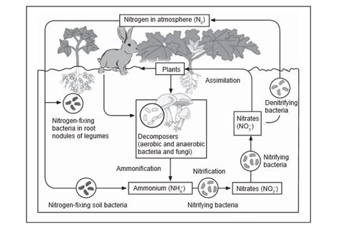 Nutrient Cycles & Revision Test - I - GS SCORE