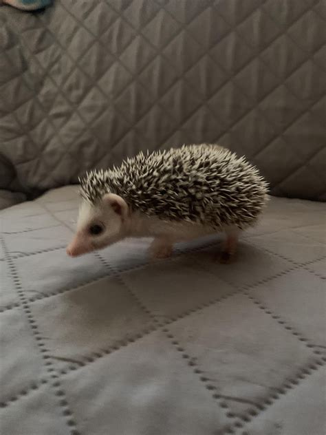 These are our babies are four weeks old and I show you when they were ...