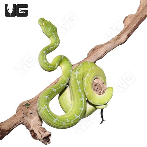 Image result for Female Green Tree Python